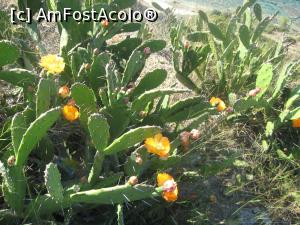 [P20] Cactusi in floare in sudul insulei Thassos, langa Potos » foto by dorgo
 - 
<span class="allrVoted glyphicon glyphicon-heart hidden" id="av716315"></span>
<a class="m-l-10 hidden" id="sv716315" onclick="voting_Foto_DelVot(,716315,8129)" role="button">șterge vot <span class="glyphicon glyphicon-remove"></span></a>
<a id="v9716315" class=" c-red"  onclick="voting_Foto_SetVot(716315)" role="button"><span class="glyphicon glyphicon-heart-empty"></span> <b>LIKE</b> = Votează poza</a> <img class="hidden"  id="f716315W9" src="/imagini/loader.gif" border="0" /><span class="AjErrMes hidden" id="e716315ErM"></span>