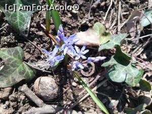 [P03] Floare de primăvară printre nuci de anii trecuți.  » foto by tata123 🔱
 - 
<span class="allrVoted glyphicon glyphicon-heart hidden" id="av1155580"></span>
<a class="m-l-10 hidden" id="sv1155580" onclick="voting_Foto_DelVot(,1155580,8129)" role="button">șterge vot <span class="glyphicon glyphicon-remove"></span></a>
<a id="v91155580" class=" c-red"  onclick="voting_Foto_SetVot(1155580)" role="button"><span class="glyphicon glyphicon-heart-empty"></span> <b>LIKE</b> = Votează poza</a> <img class="hidden"  id="f1155580W9" src="/imagini/loader.gif" border="0" /><span class="AjErrMes hidden" id="e1155580ErM"></span>