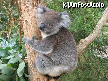 [P12] Koala în toată splendoarea sa » foto by badge®
 - 
<span class="allrVoted glyphicon glyphicon-heart hidden" id="av171857"></span>
<a class="m-l-10 hidden" id="sv171857" onclick="voting_Foto_DelVot(,171857,8157)" role="button">șterge vot <span class="glyphicon glyphicon-remove"></span></a>
<a id="v9171857" class=" c-red"  onclick="voting_Foto_SetVot(171857)" role="button"><span class="glyphicon glyphicon-heart-empty"></span> <b>LIKE</b> = Votează poza</a> <img class="hidden"  id="f171857W9" src="/imagini/loader.gif" border="0" /><span class="AjErrMes hidden" id="e171857ErM"></span>