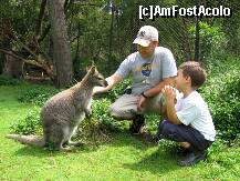 [P09] Hai noroc, wallaby! » foto by badge®
 - 
<span class="allrVoted glyphicon glyphicon-heart hidden" id="av171854"></span>
<a class="m-l-10 hidden" id="sv171854" onclick="voting_Foto_DelVot(,171854,8157)" role="button">șterge vot <span class="glyphicon glyphicon-remove"></span></a>
<a id="v9171854" class=" c-red"  onclick="voting_Foto_SetVot(171854)" role="button"><span class="glyphicon glyphicon-heart-empty"></span> <b>LIKE</b> = Votează poza</a> <img class="hidden"  id="f171854W9" src="/imagini/loader.gif" border="0" /><span class="AjErrMes hidden" id="e171854ErM"></span>