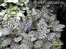 [P25] Conservator - planta cu frunze ca penele de paun » foto by delia58
 - 
<span class="allrVoted glyphicon glyphicon-heart hidden" id="av217851"></span>
<a class="m-l-10 hidden" id="sv217851" onclick="voting_Foto_DelVot(,217851,8193)" role="button">șterge vot <span class="glyphicon glyphicon-remove"></span></a>
<a id="v9217851" class=" c-red"  onclick="voting_Foto_SetVot(217851)" role="button"><span class="glyphicon glyphicon-heart-empty"></span> <b>LIKE</b> = Votează poza</a> <img class="hidden"  id="f217851W9" src="/imagini/loader.gif" border="0" /><span class="AjErrMes hidden" id="e217851ErM"></span>
