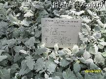 [P26] Conservator - gradina de argint cu plante care au nevoie de putina apa » foto by delia58
 - 
<span class="allrVoted glyphicon glyphicon-heart hidden" id="av217854"></span>
<a class="m-l-10 hidden" id="sv217854" onclick="voting_Foto_DelVot(,217854,8193)" role="button">șterge vot <span class="glyphicon glyphicon-remove"></span></a>
<a id="v9217854" class=" c-red"  onclick="voting_Foto_SetVot(217854)" role="button"><span class="glyphicon glyphicon-heart-empty"></span> <b>LIKE</b> = Votează poza</a> <img class="hidden"  id="f217854W9" src="/imagini/loader.gif" border="0" /><span class="AjErrMes hidden" id="e217854ErM"></span>