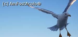 [P24] Ne insotesc pescarusii » foto by Dorina9
 - 
<span class="allrVoted glyphicon glyphicon-heart hidden" id="av1161050"></span>
<a class="m-l-10 hidden" id="sv1161050" onclick="voting_Foto_DelVot(,1161050,8221)" role="button">șterge vot <span class="glyphicon glyphicon-remove"></span></a>
<a id="v91161050" class=" c-red"  onclick="voting_Foto_SetVot(1161050)" role="button"><span class="glyphicon glyphicon-heart-empty"></span> <b>LIKE</b> = Votează poza</a> <img class="hidden"  id="f1161050W9" src="/imagini/loader.gif" border="0" /><span class="AjErrMes hidden" id="e1161050ErM"></span>