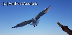 [P25] Avem la noi niste paine » foto by Dorina9
 - 
<span class="allrVoted glyphicon glyphicon-heart hidden" id="av1161051"></span>
<a class="m-l-10 hidden" id="sv1161051" onclick="voting_Foto_DelVot(,1161051,8221)" role="button">șterge vot <span class="glyphicon glyphicon-remove"></span></a>
<a id="v91161051" class=" c-red"  onclick="voting_Foto_SetVot(1161051)" role="button"><span class="glyphicon glyphicon-heart-empty"></span> <b>LIKE</b> = Votează poza</a> <img class="hidden"  id="f1161051W9" src="/imagini/loader.gif" border="0" /><span class="AjErrMes hidden" id="e1161051ErM"></span>