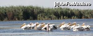 [P08] Imagine de pe lacuri din apropierea Pensiunii Paradise Delta House » foto by Lucian Ionescu
 - 
<span class="allrVoted glyphicon glyphicon-heart hidden" id="av449255"></span>
<a class="m-l-10 hidden" id="sv449255" onclick="voting_Foto_DelVot(,449255,8279)" role="button">șterge vot <span class="glyphicon glyphicon-remove"></span></a>
<a id="v9449255" class=" c-red"  onclick="voting_Foto_SetVot(449255)" role="button"><span class="glyphicon glyphicon-heart-empty"></span> <b>LIKE</b> = Votează poza</a> <img class="hidden"  id="f449255W9" src="/imagini/loader.gif" border="0" /><span class="AjErrMes hidden" id="e449255ErM"></span>