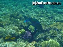 [P13] Combinatia perfecta , pesti si corali » foto by bogdansenior
 - 
<span class="allrVoted glyphicon glyphicon-heart hidden" id="av200426"></span>
<a class="m-l-10 hidden" id="sv200426" onclick="voting_Foto_DelVot(,200426,8284)" role="button">șterge vot <span class="glyphicon glyphicon-remove"></span></a>
<a id="v9200426" class=" c-red"  onclick="voting_Foto_SetVot(200426)" role="button"><span class="glyphicon glyphicon-heart-empty"></span> <b>LIKE</b> = Votează poza</a> <img class="hidden"  id="f200426W9" src="/imagini/loader.gif" border="0" /><span class="AjErrMes hidden" id="e200426ErM"></span>