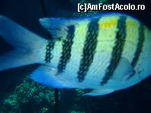 [P14] Nu l-am prins foarte bine , dar o sa incerc data viitoare » foto by bogdansenior
 - 
<span class="allrVoted glyphicon glyphicon-heart hidden" id="av200427"></span>
<a class="m-l-10 hidden" id="sv200427" onclick="voting_Foto_DelVot(,200427,8284)" role="button">șterge vot <span class="glyphicon glyphicon-remove"></span></a>
<a id="v9200427" class=" c-red"  onclick="voting_Foto_SetVot(200427)" role="button"><span class="glyphicon glyphicon-heart-empty"></span> <b>LIKE</b> = Votează poza</a> <img class="hidden"  id="f200427W9" src="/imagini/loader.gif" border="0" /><span class="AjErrMes hidden" id="e200427ErM"></span>