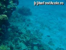 [P02] Unul dintre peisajele subacvatice peste care dai cand faci scufundari sau snorkeling » foto by bogdansenior
 - 
<span class="allrVoted glyphicon glyphicon-heart hidden" id="av200407"></span>
<a class="m-l-10 hidden" id="sv200407" onclick="voting_Foto_DelVot(,200407,8284)" role="button">șterge vot <span class="glyphicon glyphicon-remove"></span></a>
<a id="v9200407" class=" c-red"  onclick="voting_Foto_SetVot(200407)" role="button"><span class="glyphicon glyphicon-heart-empty"></span> <b>LIKE</b> = Votează poza</a> <img class="hidden"  id="f200407W9" src="/imagini/loader.gif" border="0" /><span class="AjErrMes hidden" id="e200407ErM"></span>