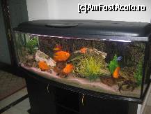 [P06] In holul receptiei exista un frumos acvariu cu pestisori exotici » foto by dorgo
 - 
<span class="allrVoted glyphicon glyphicon-heart hidden" id="av177804"></span>
<a class="m-l-10 hidden" id="sv177804" onclick="voting_Foto_DelVot(,177804,8287)" role="button">șterge vot <span class="glyphicon glyphicon-remove"></span></a>
<a id="v9177804" class=" c-red"  onclick="voting_Foto_SetVot(177804)" role="button"><span class="glyphicon glyphicon-heart-empty"></span> <b>LIKE</b> = Votează poza</a> <img class="hidden"  id="f177804W9" src="/imagini/loader.gif" border="0" /><span class="AjErrMes hidden" id="e177804ErM"></span>