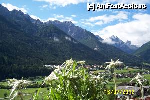 [P40] Fulpmes - in balconul hotelului - Edelweiss pe fundal de Alpi...  » foto by Alina53
 - 
<span class="allrVoted glyphicon glyphicon-heart hidden" id="av400088"></span>
<a class="m-l-10 hidden" id="sv400088" onclick="voting_Foto_DelVot(,400088,8323)" role="button">șterge vot <span class="glyphicon glyphicon-remove"></span></a>
<a id="v9400088" class=" c-red"  onclick="voting_Foto_SetVot(400088)" role="button"><span class="glyphicon glyphicon-heart-empty"></span> <b>LIKE</b> = Votează poza</a> <img class="hidden"  id="f400088W9" src="/imagini/loader.gif" border="0" /><span class="AjErrMes hidden" id="e400088ErM"></span>