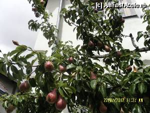 [P95] Pere de Fulpmes » foto by Alina53
 - 
<span class="allrVoted glyphicon glyphicon-heart hidden" id="av400149"></span>
<a class="m-l-10 hidden" id="sv400149" onclick="voting_Foto_DelVot(,400149,8323)" role="button">șterge vot <span class="glyphicon glyphicon-remove"></span></a>
<a id="v9400149" class=" c-red"  onclick="voting_Foto_SetVot(400149)" role="button"><span class="glyphicon glyphicon-heart-empty"></span> <b>LIKE</b> = Votează poza</a> <img class="hidden"  id="f400149W9" src="/imagini/loader.gif" border="0" /><span class="AjErrMes hidden" id="e400149ErM"></span>