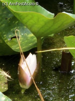 [P06] Un nufăr răzleț » foto by adrianaglogo
 - 
<span class="allrVoted glyphicon glyphicon-heart hidden" id="av1509562"></span>
<a class="m-l-10 hidden" id="sv1509562" onclick="voting_Foto_DelVot(,1509562,8328)" role="button">șterge vot <span class="glyphicon glyphicon-remove"></span></a>
<a id="v91509562" class=" c-red"  onclick="voting_Foto_SetVot(1509562)" role="button"><span class="glyphicon glyphicon-heart-empty"></span> <b>LIKE</b> = Votează poza</a> <img class="hidden"  id="f1509562W9" src="/imagini/loader.gif" border="0" /><span class="AjErrMes hidden" id="e1509562ErM"></span>