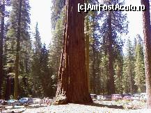 [P26] Secvoia uriasa Cei mai batrani arbori din lume » foto by eduardradupaul*
 - 
<span class="allrVoted glyphicon glyphicon-heart hidden" id="av181644"></span>
<a class="m-l-10 hidden" id="sv181644" onclick="voting_Foto_DelVot(,181644,8408)" role="button">șterge vot <span class="glyphicon glyphicon-remove"></span></a>
<a id="v9181644" class=" c-red"  onclick="voting_Foto_SetVot(181644)" role="button"><span class="glyphicon glyphicon-heart-empty"></span> <b>LIKE</b> = Votează poza</a> <img class="hidden"  id="f181644W9" src="/imagini/loader.gif" border="0" /><span class="AjErrMes hidden" id="e181644ErM"></span>