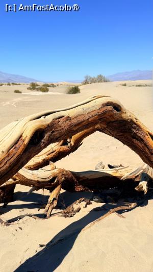 [P27] Un trunchi in desert » foto by kmy
 - 
<span class="allrVoted glyphicon glyphicon-heart hidden" id="av1543513"></span>
<a class="m-l-10 hidden" id="sv1543513" onclick="voting_Foto_DelVot(,1543513,8408)" role="button">șterge vot <span class="glyphicon glyphicon-remove"></span></a>
<a id="v91543513" class=" c-red"  onclick="voting_Foto_SetVot(1543513)" role="button"><span class="glyphicon glyphicon-heart-empty"></span> <b>LIKE</b> = Votează poza</a> <img class="hidden"  id="f1543513W9" src="/imagini/loader.gif" border="0" /><span class="AjErrMes hidden" id="e1543513ErM"></span>