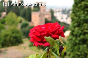 [P53] In excursie la Palatul Alhambra din Granada » foto by mirmicu
 - 
<span class="allrVoted glyphicon glyphicon-heart hidden" id="av1076142"></span>
<a class="m-l-10 hidden" id="sv1076142" onclick="voting_Foto_DelVot(,1076142,8504)" role="button">șterge vot <span class="glyphicon glyphicon-remove"></span></a>
<a id="v91076142" class=" c-red"  onclick="voting_Foto_SetVot(1076142)" role="button"><span class="glyphicon glyphicon-heart-empty"></span> <b>LIKE</b> = Votează poza</a> <img class="hidden"  id="f1076142W9" src="/imagini/loader.gif" border="0" /><span class="AjErrMes hidden" id="e1076142ErM"></span>