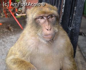 [P76] Gibraltar- macac » foto by mirmicu
 - 
<span class="allrVoted glyphicon glyphicon-heart hidden" id="av1076177"></span>
<a class="m-l-10 hidden" id="sv1076177" onclick="voting_Foto_DelVot(,1076177,8504)" role="button">șterge vot <span class="glyphicon glyphicon-remove"></span></a>
<a id="v91076177" class=" c-red"  onclick="voting_Foto_SetVot(1076177)" role="button"><span class="glyphicon glyphicon-heart-empty"></span> <b>LIKE</b> = Votează poza</a> <img class="hidden"  id="f1076177W9" src="/imagini/loader.gif" border="0" /><span class="AjErrMes hidden" id="e1076177ErM"></span>
