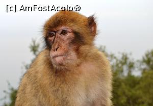 [P77] Alt macac » foto by mirmicu
 - 
<span class="allrVoted glyphicon glyphicon-heart hidden" id="av1076178"></span>
<a class="m-l-10 hidden" id="sv1076178" onclick="voting_Foto_DelVot(,1076178,8504)" role="button">șterge vot <span class="glyphicon glyphicon-remove"></span></a>
<a id="v91076178" class=" c-red"  onclick="voting_Foto_SetVot(1076178)" role="button"><span class="glyphicon glyphicon-heart-empty"></span> <b>LIKE</b> = Votează poza</a> <img class="hidden"  id="f1076178W9" src="/imagini/loader.gif" border="0" /><span class="AjErrMes hidden" id="e1076178ErM"></span>