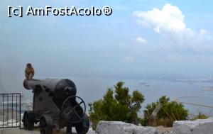 [P78] Gibraltar- macac » foto by mirmicu
 - 
<span class="allrVoted glyphicon glyphicon-heart hidden" id="av1076179"></span>
<a class="m-l-10 hidden" id="sv1076179" onclick="voting_Foto_DelVot(,1076179,8504)" role="button">șterge vot <span class="glyphicon glyphicon-remove"></span></a>
<a id="v91076179" class=" c-red"  onclick="voting_Foto_SetVot(1076179)" role="button"><span class="glyphicon glyphicon-heart-empty"></span> <b>LIKE</b> = Votează poza</a> <img class="hidden"  id="f1076179W9" src="/imagini/loader.gif" border="0" /><span class="AjErrMes hidden" id="e1076179ErM"></span>