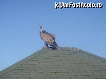 [P39] 36..... cu vulturi, ...  » foto by msnd
 - 
<span class="allrVoted glyphicon glyphicon-heart hidden" id="av499252"></span>
<a class="m-l-10 hidden" id="sv499252" onclick="voting_Foto_DelVot(,499252,8504)" role="button">șterge vot <span class="glyphicon glyphicon-remove"></span></a>
<a id="v9499252" class=" c-red"  onclick="voting_Foto_SetVot(499252)" role="button"><span class="glyphicon glyphicon-heart-empty"></span> <b>LIKE</b> = Votează poza</a> <img class="hidden"  id="f499252W9" src="/imagini/loader.gif" border="0" /><span class="AjErrMes hidden" id="e499252ErM"></span>