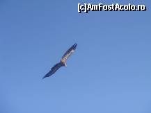 [P41] 38..... în libertate.  » foto by msnd
 - 
<span class="allrVoted glyphicon glyphicon-heart hidden" id="av499254"></span>
<a class="m-l-10 hidden" id="sv499254" onclick="voting_Foto_DelVot(,499254,8504)" role="button">șterge vot <span class="glyphicon glyphicon-remove"></span></a>
<a id="v9499254" class=" c-red"  onclick="voting_Foto_SetVot(499254)" role="button"><span class="glyphicon glyphicon-heart-empty"></span> <b>LIKE</b> = Votează poza</a> <img class="hidden"  id="f499254W9" src="/imagini/loader.gif" border="0" /><span class="AjErrMes hidden" id="e499254ErM"></span>