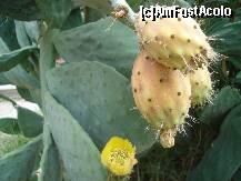 [P05] Flori de cactus » foto by nicoletass
 - 
<span class="allrVoted glyphicon glyphicon-heart hidden" id="av185844"></span>
<a class="m-l-10 hidden" id="sv185844" onclick="voting_Foto_DelVot(,185844,8550)" role="button">șterge vot <span class="glyphicon glyphicon-remove"></span></a>
<a id="v9185844" class=" c-red"  onclick="voting_Foto_SetVot(185844)" role="button"><span class="glyphicon glyphicon-heart-empty"></span> <b>LIKE</b> = Votează poza</a> <img class="hidden"  id="f185844W9" src="/imagini/loader.gif" border="0" /><span class="AjErrMes hidden" id="e185844ErM"></span>