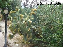 [P06] In drum spre oras, un cactus inflorit si plin de fructe » foto by nicoletass
 - 
<span class="allrVoted glyphicon glyphicon-heart hidden" id="av185845"></span>
<a class="m-l-10 hidden" id="sv185845" onclick="voting_Foto_DelVot(,185845,8550)" role="button">șterge vot <span class="glyphicon glyphicon-remove"></span></a>
<a id="v9185845" class=" c-red"  onclick="voting_Foto_SetVot(185845)" role="button"><span class="glyphicon glyphicon-heart-empty"></span> <b>LIKE</b> = Votează poza</a> <img class="hidden"  id="f185845W9" src="/imagini/loader.gif" border="0" /><span class="AjErrMes hidden" id="e185845ErM"></span>