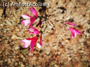 [P06] Flori de munte în Cipru » foto by crismis
 - 
<span class="allrVoted glyphicon glyphicon-heart hidden" id="av1228649"></span>
<a class="m-l-10 hidden" id="sv1228649" onclick="voting_Foto_DelVot(,1228649,8662)" role="button">șterge vot <span class="glyphicon glyphicon-remove"></span></a>
<a id="v91228649" class=" c-red"  onclick="voting_Foto_SetVot(1228649)" role="button"><span class="glyphicon glyphicon-heart-empty"></span> <b>LIKE</b> = Votează poza</a> <img class="hidden"  id="f1228649W9" src="/imagini/loader.gif" border="0" /><span class="AjErrMes hidden" id="e1228649ErM"></span>