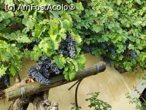 [P34] Cea mai veche viță din lume » foto by crismis
 - 
<span class="allrVoted glyphicon glyphicon-heart hidden" id="av1509399"></span>
<a class="m-l-10 hidden" id="sv1509399" onclick="voting_Foto_DelVot(,1509399,8677)" role="button">șterge vot <span class="glyphicon glyphicon-remove"></span></a>
<a id="v91509399" class=" c-red"  onclick="voting_Foto_SetVot(1509399)" role="button"><span class="glyphicon glyphicon-heart-empty"></span> <b>LIKE</b> = Votează poza</a> <img class="hidden"  id="f1509399W9" src="/imagini/loader.gif" border="0" /><span class="AjErrMes hidden" id="e1509399ErM"></span>