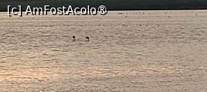 [P03] Pasari  flamingo pe lac » foto by ilee
 - 
<span class="allrVoted glyphicon glyphicon-heart hidden" id="av1466146"></span>
<a class="m-l-10 hidden" id="sv1466146" onclick="voting_Foto_DelVot(,1466146,8732)" role="button">șterge vot <span class="glyphicon glyphicon-remove"></span></a>
<a id="v91466146" class=" c-red"  onclick="voting_Foto_SetVot(1466146)" role="button"><span class="glyphicon glyphicon-heart-empty"></span> <b>LIKE</b> = Votează poza</a> <img class="hidden"  id="f1466146W9" src="/imagini/loader.gif" border="0" /><span class="AjErrMes hidden" id="e1466146ErM"></span>