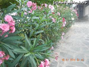 [P30] Gradina multe flori » foto by ella2015
 - 
<span class="allrVoted glyphicon glyphicon-heart hidden" id="av649832"></span>
<a class="m-l-10 hidden" id="sv649832" onclick="voting_Foto_DelVot(,649832,8756)" role="button">șterge vot <span class="glyphicon glyphicon-remove"></span></a>
<a id="v9649832" class=" c-red"  onclick="voting_Foto_SetVot(649832)" role="button"><span class="glyphicon glyphicon-heart-empty"></span> <b>LIKE</b> = Votează poza</a> <img class="hidden"  id="f649832W9" src="/imagini/loader.gif" border="0" /><span class="AjErrMes hidden" id="e649832ErM"></span>