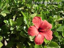 [P07] Hibiscus - din care se face un ceai excelent » foto by miki13
 - 
<span class="allrVoted glyphicon glyphicon-heart hidden" id="av194915"></span>
<a class="m-l-10 hidden" id="sv194915" onclick="voting_Foto_DelVot(,194915,8777)" role="button">șterge vot <span class="glyphicon glyphicon-remove"></span></a>
<a id="v9194915" class=" c-red"  onclick="voting_Foto_SetVot(194915)" role="button"><span class="glyphicon glyphicon-heart-empty"></span> <b>LIKE</b> = Votează poza</a> <img class="hidden"  id="f194915W9" src="/imagini/loader.gif" border="0" /><span class="AjErrMes hidden" id="e194915ErM"></span>