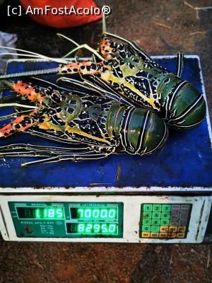 [P74] Homarul nostru viu » foto by cata2106
 - 
<span class="allrVoted glyphicon glyphicon-heart hidden" id="av1286594"></span>
<a class="m-l-10 hidden" id="sv1286594" onclick="voting_Foto_DelVot(,1286594,8783)" role="button">șterge vot <span class="glyphicon glyphicon-remove"></span></a>
<a id="v91286594" class=" c-red"  onclick="voting_Foto_SetVot(1286594)" role="button"><span class="glyphicon glyphicon-heart-empty"></span> <b>LIKE</b> = Votează poza</a> <img class="hidden"  id="f1286594W9" src="/imagini/loader.gif" border="0" /><span class="AjErrMes hidden" id="e1286594ErM"></span>