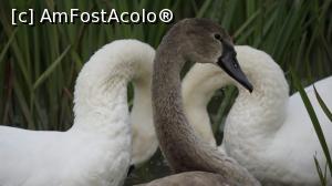 [P03] Familie de lebede cu pofta de sedinta foto » foto by aureliadatcu
 - 
<span class="allrVoted glyphicon glyphicon-heart hidden" id="av1255129"></span>
<a class="m-l-10 hidden" id="sv1255129" onclick="voting_Foto_DelVot(,1255129,8883)" role="button">șterge vot <span class="glyphicon glyphicon-remove"></span></a>
<a id="v91255129" class=" c-red"  onclick="voting_Foto_SetVot(1255129)" role="button"><span class="glyphicon glyphicon-heart-empty"></span> <b>LIKE</b> = Votează poza</a> <img class="hidden"  id="f1255129W9" src="/imagini/loader.gif" border="0" /><span class="AjErrMes hidden" id="e1255129ErM"></span>