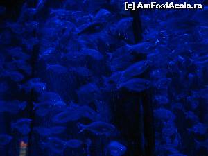 [P15] Aqua Life, Gardaland - Italia » foto by vlado2
 - 
<span class="allrVoted glyphicon glyphicon-heart hidden" id="av547283"></span>
<a class="m-l-10 hidden" id="sv547283" onclick="voting_Foto_DelVot(,547283,8903)" role="button">șterge vot <span class="glyphicon glyphicon-remove"></span></a>
<a id="v9547283" class=" c-red"  onclick="voting_Foto_SetVot(547283)" role="button"><span class="glyphicon glyphicon-heart-empty"></span> <b>LIKE</b> = Votează poza</a> <img class="hidden"  id="f547283W9" src="/imagini/loader.gif" border="0" /><span class="AjErrMes hidden" id="e547283ErM"></span>