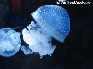 [P16] Aqua Life, Gardaland - Italia » foto by vlado2
 - 
<span class="allrVoted glyphicon glyphicon-heart hidden" id="av547284"></span>
<a class="m-l-10 hidden" id="sv547284" onclick="voting_Foto_DelVot(,547284,8903)" role="button">șterge vot <span class="glyphicon glyphicon-remove"></span></a>
<a id="v9547284" class=" c-red"  onclick="voting_Foto_SetVot(547284)" role="button"><span class="glyphicon glyphicon-heart-empty"></span> <b>LIKE</b> = Votează poza</a> <img class="hidden"  id="f547284W9" src="/imagini/loader.gif" border="0" /><span class="AjErrMes hidden" id="e547284ErM"></span>