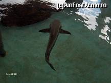 [P33] muzeul marinei » foto by travoice
 - 
<span class="allrVoted glyphicon glyphicon-heart hidden" id="av202395"></span>
<a class="m-l-10 hidden" id="sv202395" onclick="voting_Foto_DelVot(,202395,8958)" role="button">șterge vot <span class="glyphicon glyphicon-remove"></span></a>
<a id="v9202395" class=" c-red"  onclick="voting_Foto_SetVot(202395)" role="button"><span class="glyphicon glyphicon-heart-empty"></span> <b>LIKE</b> = Votează poza</a> <img class="hidden"  id="f202395W9" src="/imagini/loader.gif" border="0" /><span class="AjErrMes hidden" id="e202395ErM"></span>