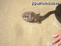 [P41] peste adus de val » foto by travoice
 - 
<span class="allrVoted glyphicon glyphicon-heart hidden" id="av202458"></span>
<a class="m-l-10 hidden" id="sv202458" onclick="voting_Foto_DelVot(,202458,8958)" role="button">șterge vot <span class="glyphicon glyphicon-remove"></span></a>
<a id="v9202458" class=" c-red"  onclick="voting_Foto_SetVot(202458)" role="button"><span class="glyphicon glyphicon-heart-empty"></span> <b>LIKE</b> = Votează poza</a> <img class="hidden"  id="f202458W9" src="/imagini/loader.gif" border="0" /><span class="AjErrMes hidden" id="e202458ErM"></span>