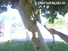 [P42] iguana in interiorul complexului » foto by travoice
 - 
<span class="allrVoted glyphicon glyphicon-heart hidden" id="av202459"></span>
<a class="m-l-10 hidden" id="sv202459" onclick="voting_Foto_DelVot(,202459,8958)" role="button">șterge vot <span class="glyphicon glyphicon-remove"></span></a>
<a id="v9202459" class=" c-red"  onclick="voting_Foto_SetVot(202459)" role="button"><span class="glyphicon glyphicon-heart-empty"></span> <b>LIKE</b> = Votează poza</a> <img class="hidden"  id="f202459W9" src="/imagini/loader.gif" border="0" /><span class="AjErrMes hidden" id="e202459ErM"></span>