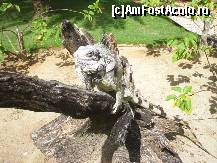 [P46] iguana in interiorul complexului » foto by travoice
 - 
<span class="allrVoted glyphicon glyphicon-heart hidden" id="av202491"></span>
<a class="m-l-10 hidden" id="sv202491" onclick="voting_Foto_DelVot(,202491,8958)" role="button">șterge vot <span class="glyphicon glyphicon-remove"></span></a>
<a id="v9202491" class=" c-red"  onclick="voting_Foto_SetVot(202491)" role="button"><span class="glyphicon glyphicon-heart-empty"></span> <b>LIKE</b> = Votează poza</a> <img class="hidden"  id="f202491W9" src="/imagini/loader.gif" border="0" /><span class="AjErrMes hidden" id="e202491ErM"></span>