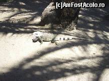 [P49] iguana in interiorul complexului » foto by travoice
 - 
<span class="allrVoted glyphicon glyphicon-heart hidden" id="av202494"></span>
<a class="m-l-10 hidden" id="sv202494" onclick="voting_Foto_DelVot(,202494,8958)" role="button">șterge vot <span class="glyphicon glyphicon-remove"></span></a>
<a id="v9202494" class=" c-red"  onclick="voting_Foto_SetVot(202494)" role="button"><span class="glyphicon glyphicon-heart-empty"></span> <b>LIKE</b> = Votează poza</a> <img class="hidden"  id="f202494W9" src="/imagini/loader.gif" border="0" /><span class="AjErrMes hidden" id="e202494ErM"></span>