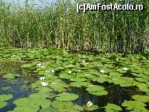 [P14] Nuferi pe canalele din Sulina » foto by CYP72
 - 
<span class="allrVoted glyphicon glyphicon-heart hidden" id="av203451"></span>
<a class="m-l-10 hidden" id="sv203451" onclick="voting_Foto_DelVot(,203451,8983)" role="button">șterge vot <span class="glyphicon glyphicon-remove"></span></a>
<a id="v9203451" class=" c-red"  onclick="voting_Foto_SetVot(203451)" role="button"><span class="glyphicon glyphicon-heart-empty"></span> <b>LIKE</b> = Votează poza</a> <img class="hidden"  id="f203451W9" src="/imagini/loader.gif" border="0" /><span class="AjErrMes hidden" id="e203451ErM"></span>