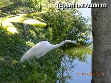 [P14] egreta la vanatoare » foto by andreea72
 - 
<span class="allrVoted glyphicon glyphicon-heart hidden" id="av313026"></span>
<a class="m-l-10 hidden" id="sv313026" onclick="voting_Foto_DelVot(,313026,9056)" role="button">șterge vot <span class="glyphicon glyphicon-remove"></span></a>
<a id="v9313026" class=" c-red"  onclick="voting_Foto_SetVot(313026)" role="button"><span class="glyphicon glyphicon-heart-empty"></span> <b>LIKE</b> = Votează poza</a> <img class="hidden"  id="f313026W9" src="/imagini/loader.gif" border="0" /><span class="AjErrMes hidden" id="e313026ErM"></span>