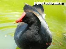 [P15] la plimbare,pe lac » foto by andreea72
 - 
<span class="allrVoted glyphicon glyphicon-heart hidden" id="av313028"></span>
<a class="m-l-10 hidden" id="sv313028" onclick="voting_Foto_DelVot(,313028,9056)" role="button">șterge vot <span class="glyphicon glyphicon-remove"></span></a>
<a id="v9313028" class=" c-red"  onclick="voting_Foto_SetVot(313028)" role="button"><span class="glyphicon glyphicon-heart-empty"></span> <b>LIKE</b> = Votează poza</a> <img class="hidden"  id="f313028W9" src="/imagini/loader.gif" border="0" /><span class="AjErrMes hidden" id="e313028ErM"></span>