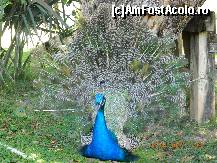 [P16] eu sunt regina » foto by andreea72
 - 
<span class="allrVoted glyphicon glyphicon-heart hidden" id="av313030"></span>
<a class="m-l-10 hidden" id="sv313030" onclick="voting_Foto_DelVot(,313030,9056)" role="button">șterge vot <span class="glyphicon glyphicon-remove"></span></a>
<a id="v9313030" class=" c-red"  onclick="voting_Foto_SetVot(313030)" role="button"><span class="glyphicon glyphicon-heart-empty"></span> <b>LIKE</b> = Votează poza</a> <img class="hidden"  id="f313030W9" src="/imagini/loader.gif" border="0" /><span class="AjErrMes hidden" id="e313030ErM"></span>