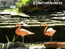 [P23] ei sunt vedetele hotelului, cu siguranta !! gratiosi,eleganti,la ora asta isi fac siesta » foto by andreea72
 - 
<span class="allrVoted glyphicon glyphicon-heart hidden" id="av313046"></span>
<a class="m-l-10 hidden" id="sv313046" onclick="voting_Foto_DelVot(,313046,9056)" role="button">șterge vot <span class="glyphicon glyphicon-remove"></span></a>
<a id="v9313046" class=" c-red"  onclick="voting_Foto_SetVot(313046)" role="button"><span class="glyphicon glyphicon-heart-empty"></span> <b>LIKE</b> = Votează poza</a> <img class="hidden"  id="f313046W9" src="/imagini/loader.gif" border="0" /><span class="AjErrMes hidden" id="e313046ErM"></span>