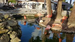 [P28] păsări flamingo » foto by robert
 - 
<span class="allrVoted glyphicon glyphicon-heart hidden" id="av946361"></span>
<a class="m-l-10 hidden" id="sv946361" onclick="voting_Foto_DelVot(,946361,9056)" role="button">șterge vot <span class="glyphicon glyphicon-remove"></span></a>
<a id="v9946361" class=" c-red"  onclick="voting_Foto_SetVot(946361)" role="button"><span class="glyphicon glyphicon-heart-empty"></span> <b>LIKE</b> = Votează poza</a> <img class="hidden"  id="f946361W9" src="/imagini/loader.gif" border="0" /><span class="AjErrMes hidden" id="e946361ErM"></span>