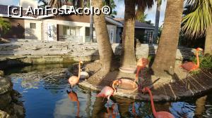 [P29] păsări flamingo » foto by robert
 - 
<span class="allrVoted glyphicon glyphicon-heart hidden" id="av946362"></span>
<a class="m-l-10 hidden" id="sv946362" onclick="voting_Foto_DelVot(,946362,9056)" role="button">șterge vot <span class="glyphicon glyphicon-remove"></span></a>
<a id="v9946362" class=" c-red"  onclick="voting_Foto_SetVot(946362)" role="button"><span class="glyphicon glyphicon-heart-empty"></span> <b>LIKE</b> = Votează poza</a> <img class="hidden"  id="f946362W9" src="/imagini/loader.gif" border="0" /><span class="AjErrMes hidden" id="e946362ErM"></span>