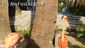 [P30] păsări flamingo » foto by robert
 - 
<span class="allrVoted glyphicon glyphicon-heart hidden" id="av946363"></span>
<a class="m-l-10 hidden" id="sv946363" onclick="voting_Foto_DelVot(,946363,9056)" role="button">șterge vot <span class="glyphicon glyphicon-remove"></span></a>
<a id="v9946363" class=" c-red"  onclick="voting_Foto_SetVot(946363)" role="button"><span class="glyphicon glyphicon-heart-empty"></span> <b>LIKE</b> = Votează poza</a> <img class="hidden"  id="f946363W9" src="/imagini/loader.gif" border="0" /><span class="AjErrMes hidden" id="e946363ErM"></span>