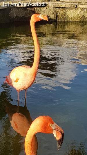 [P32] păsări flamingo » foto by robert
 - 
<span class="allrVoted glyphicon glyphicon-heart hidden" id="av946365"></span>
<a class="m-l-10 hidden" id="sv946365" onclick="voting_Foto_DelVot(,946365,9056)" role="button">șterge vot <span class="glyphicon glyphicon-remove"></span></a>
<a id="v9946365" class=" c-red"  onclick="voting_Foto_SetVot(946365)" role="button"><span class="glyphicon glyphicon-heart-empty"></span> <b>LIKE</b> = Votează poza</a> <img class="hidden"  id="f946365W9" src="/imagini/loader.gif" border="0" /><span class="AjErrMes hidden" id="e946365ErM"></span>