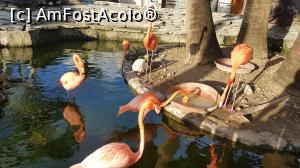 [P33] păsări flamingo » foto by robert
 - 
<span class="allrVoted glyphicon glyphicon-heart hidden" id="av946366"></span>
<a class="m-l-10 hidden" id="sv946366" onclick="voting_Foto_DelVot(,946366,9056)" role="button">șterge vot <span class="glyphicon glyphicon-remove"></span></a>
<a id="v9946366" class=" c-red"  onclick="voting_Foto_SetVot(946366)" role="button"><span class="glyphicon glyphicon-heart-empty"></span> <b>LIKE</b> = Votează poza</a> <img class="hidden"  id="f946366W9" src="/imagini/loader.gif" border="0" /><span class="AjErrMes hidden" id="e946366ErM"></span>